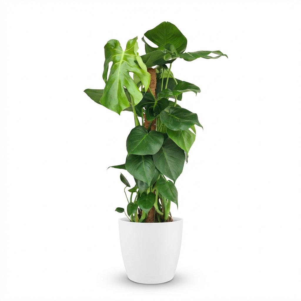 Green boutiQ - Houseplant - Swiss Cheese Plant - Monstera Deliciosa moss pole - Green - Low maintenance - 1 Plant - with White Pot - Pot 19cm - Height 90cm