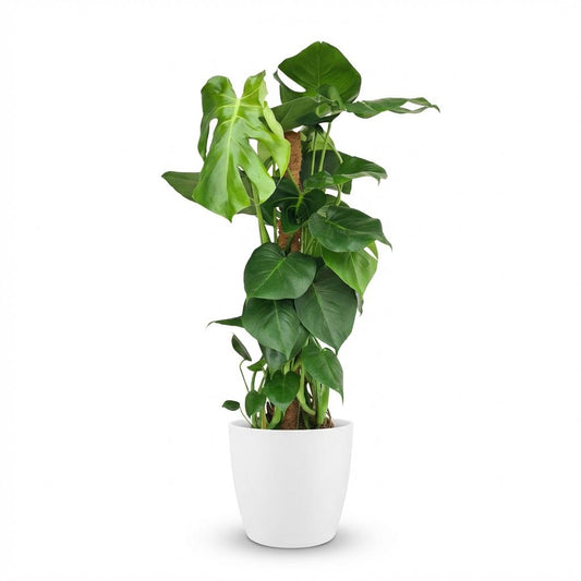 Green boutiQ - Houseplant - Swiss Cheese Plant - Monstera Deliciosa moss pole - Green - Low maintenance - 1 Plant - with White Pot - Pot 19cm - Height 90cm
