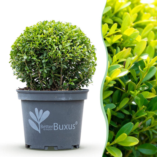 Boxwood Ball - BetterBuxus Skylight - Resistant to Boxwood Blight - 1 plant - pot 23cm ball 25cm