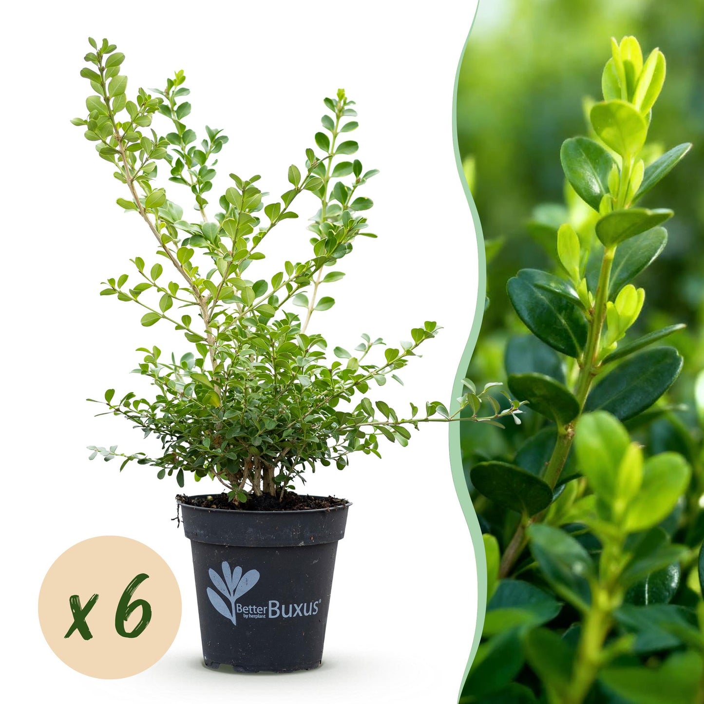 Green boutiQ - Siepe di bosso - BetterBuxus Babylon Beauty - Resistente alla malattia del bosso - 6 piante - 1 metro lineare - vaso 13cm altezza 30-35