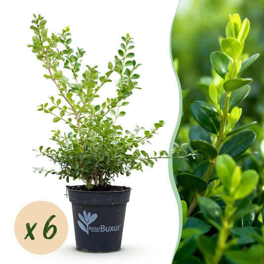 Green boutiQ - Buxus Hedge - BetterBuxus Babylon Beauty - Resistant to Buxus blight - 6 plants - 1 running meter - pot 13cm height 30-35