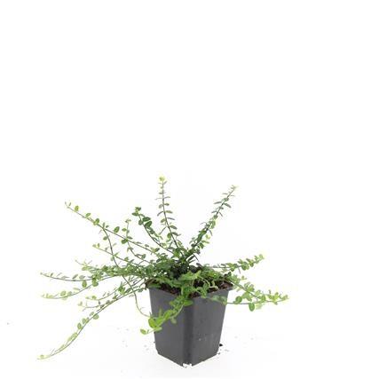 48x Forte Euonymus. 'Minimus' - ↕10-25cm - Ø9cm