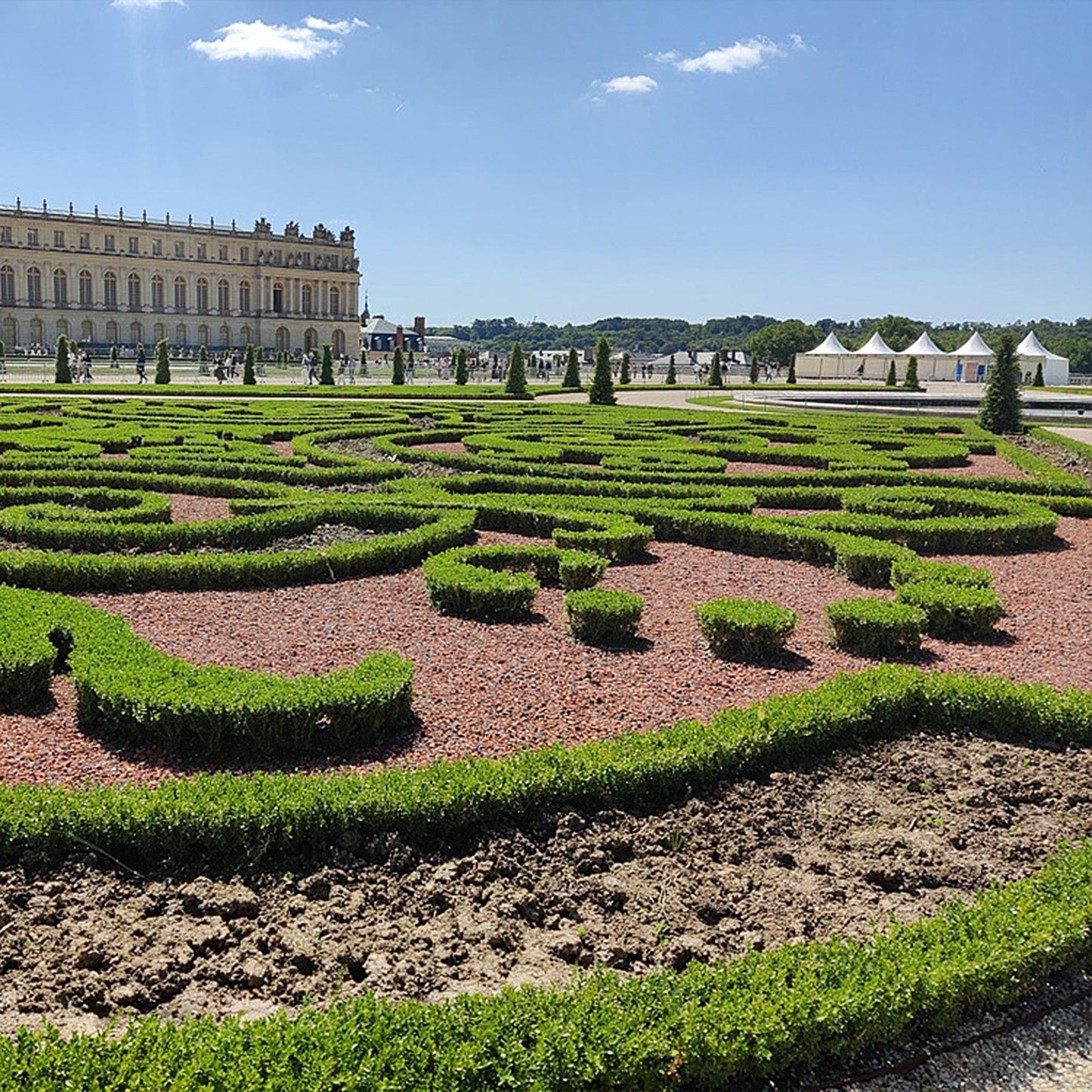 Buxus Pyramid - BetterBuxus Skylight - Resistant to Box Blight - 2 Plants - Pot 23cm Height 60-70cm