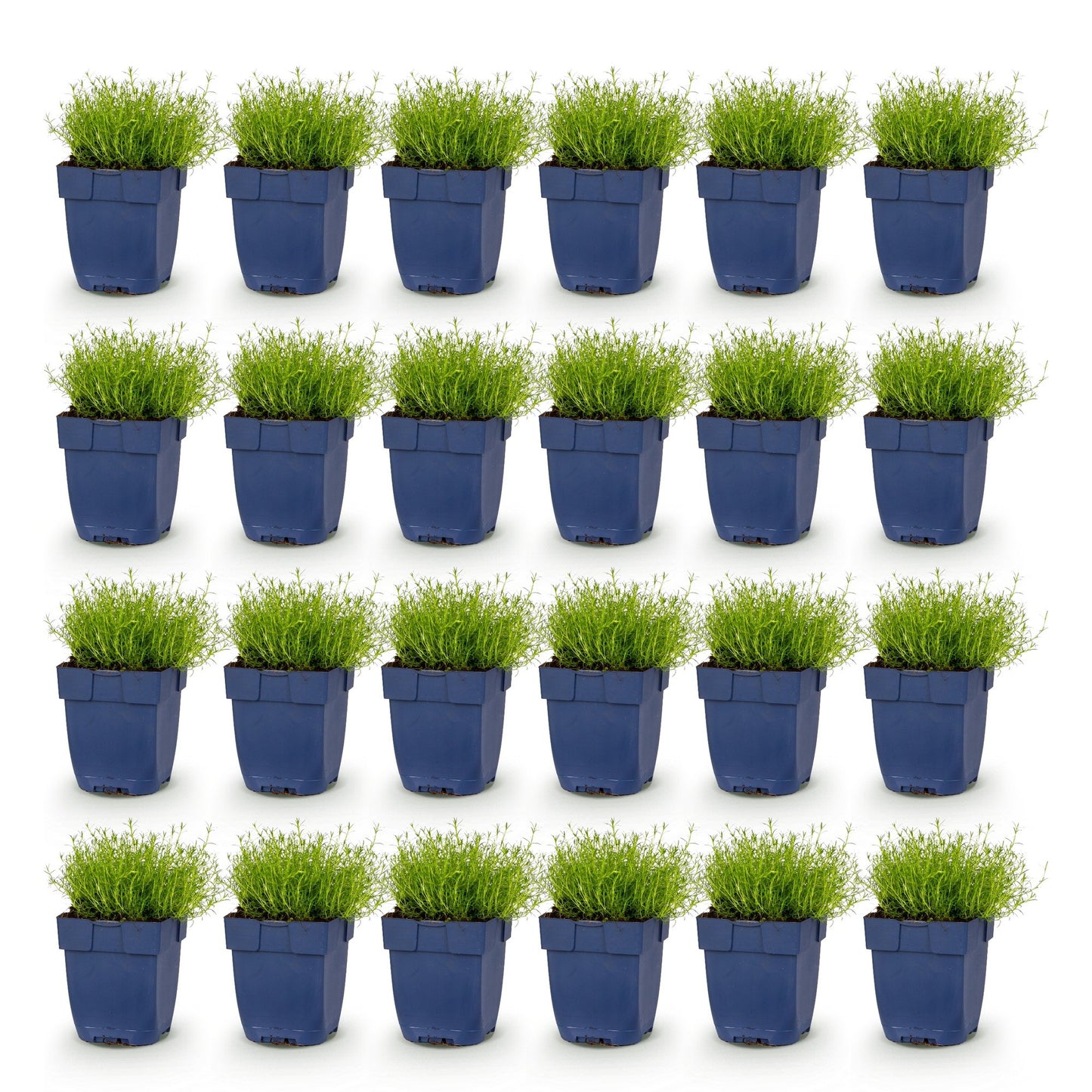 Vasteplant - Sagina subulata - Vetmuur - Rotsplanten - Wit - 24 Planten - Pot 11cm - Hoogte 15-25cm