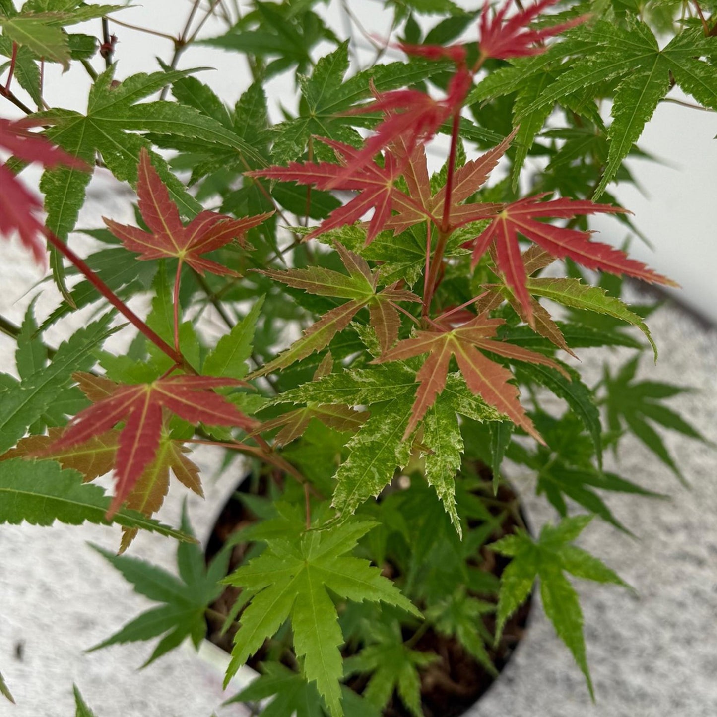 Green boutiQ - Garden Plant - Acer palmatum Phoenix - Pink - 3 Plants - Deciduous - Low Maintenance - Pot 12cm Height 35cm
