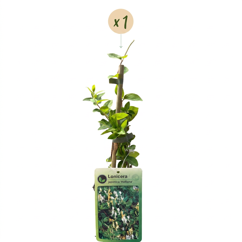 Lonicera jap. 'Halliana' - Japanese honeysuckle - White - Yellow - Climbing plant - Ø9cm - ↕35cm