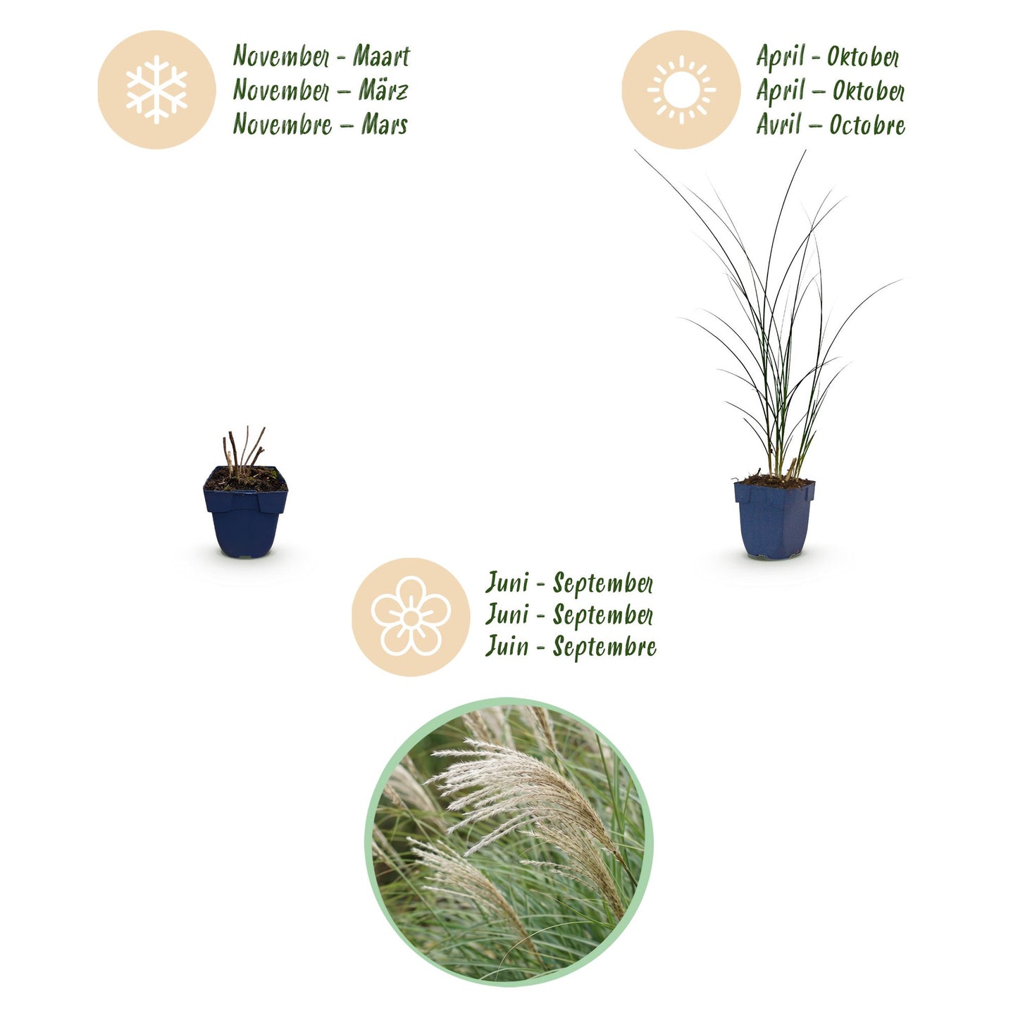 Grasses - Miscanthus sin. Gracillimus - Maiden Grass - With Plume - Green - 6 Plants - Pot 11cm - Height 15-25cm