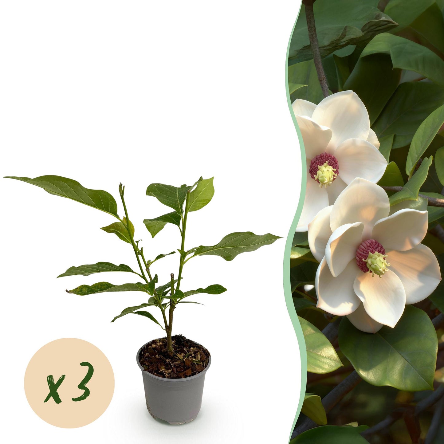 Green boutiQ - Garden Plant - Magnolia sieboldii - White-Red Flower - 3 Plants - Deciduous - Low Maintenance - Pot 12cm Height 30cm