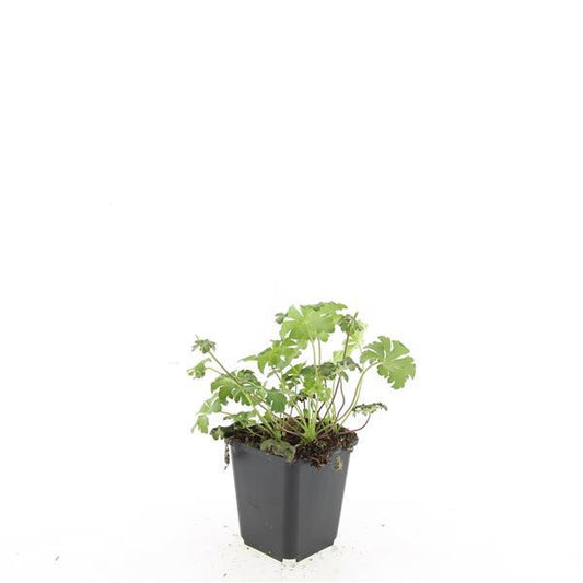 48x Geranium cant. 'Cambridge' - ↕10-25cm - Ø9cm
