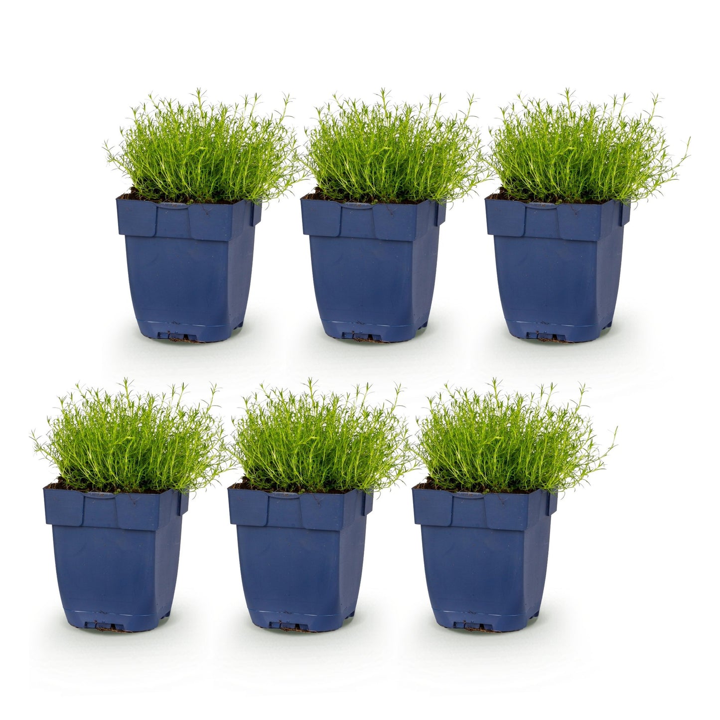 Vasteplant - Sagina subulata - Vetmuur - Rotsplanten - Wit - 6 Planten - Pot 11cm - Hoogte 15-25cm