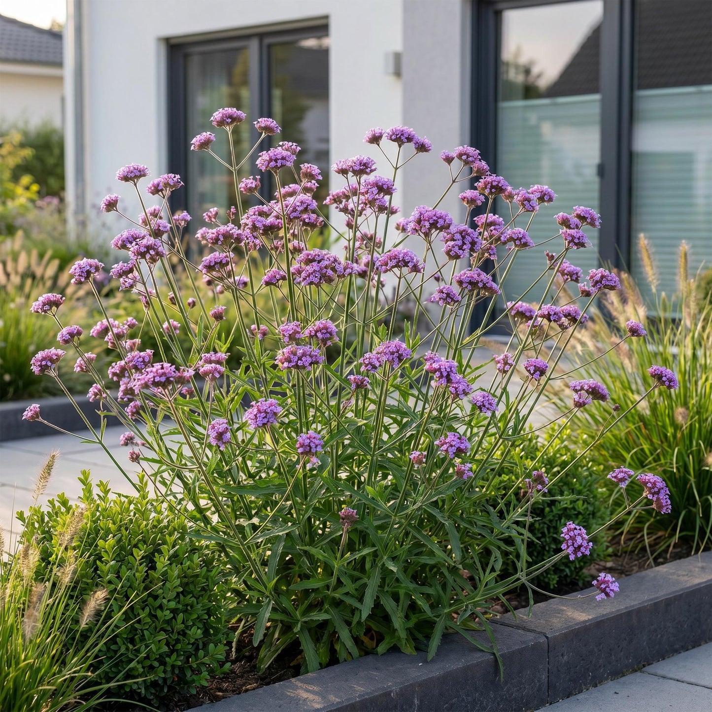 Green boutiQ - Plante vivace - Verbena bonariensis Lollipop - Verveine de Buenos Aires - Attire les abeilles et les papillons - Violet - 6 Plantes - Pot 11cm - Hauteur 15-25cm