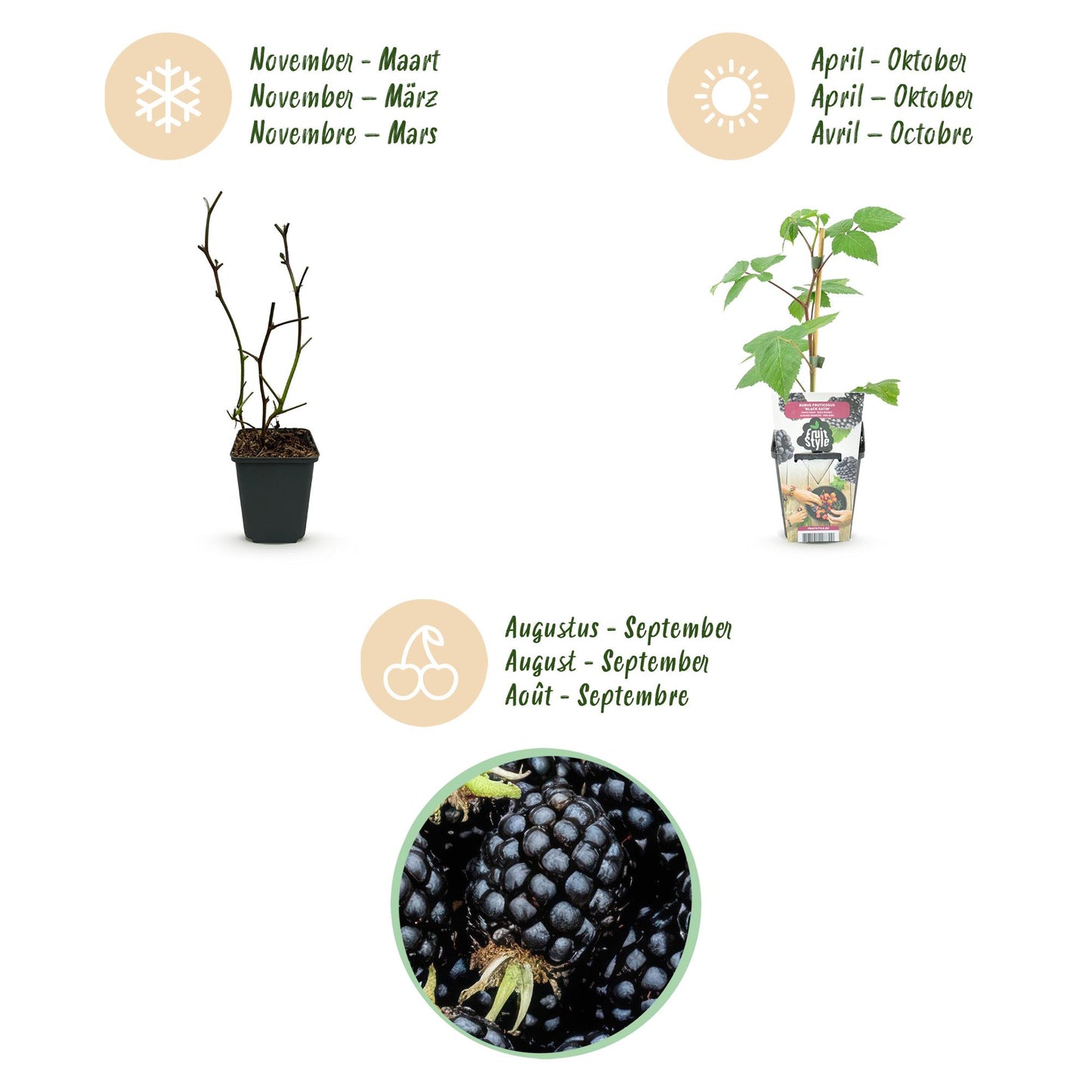 Fruitplanten - Braam - Rubus Black Satin - Winterhard - 6 Planten - Pot 9 cm - Zwarte Braam