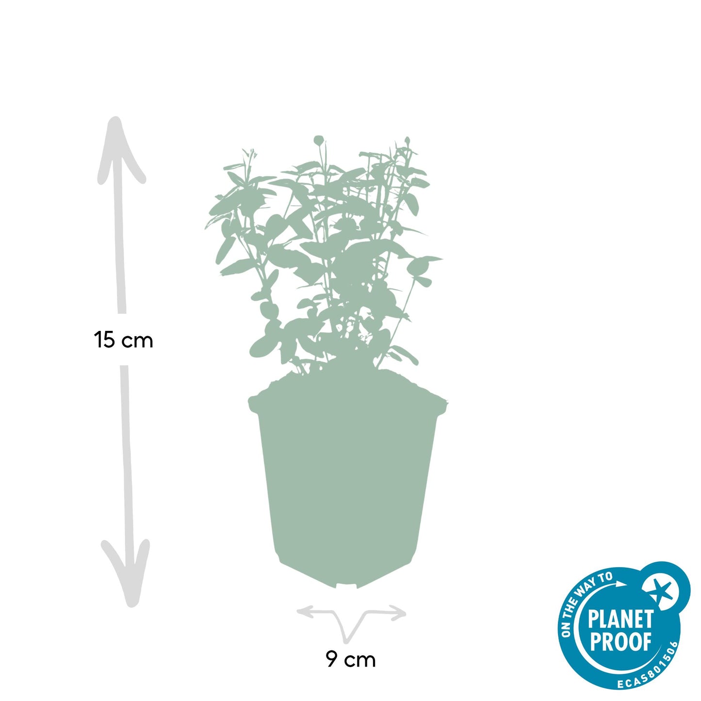 48x Euonymus fortunei radicans - ↕10-25cm - Ø9cm