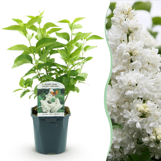 Garden plant - Syringa vulgaris Mme Lemoine - Common Lilac - Hardy - White - 1 Plant - Pot 17cm - Height 45cm