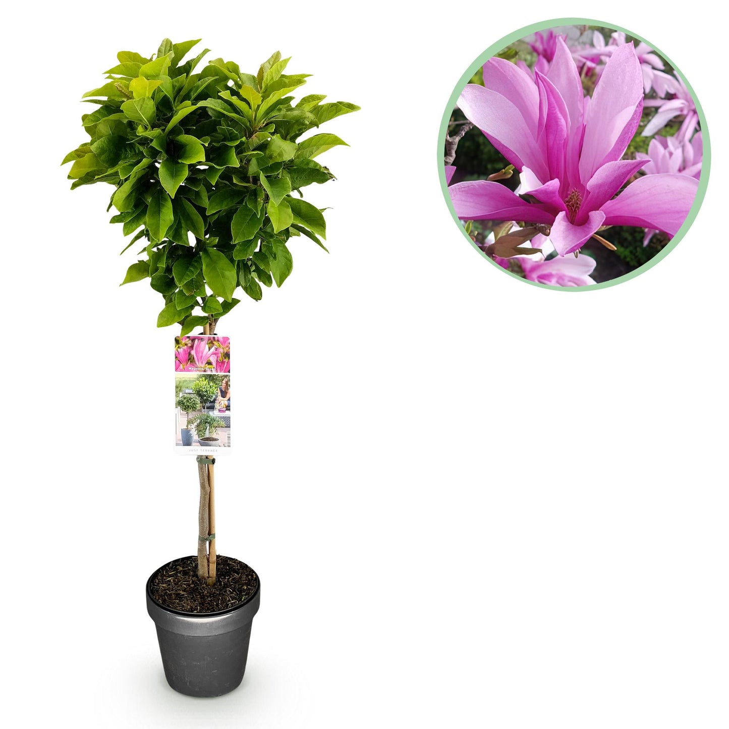Green boutiQ - Plant on Stem - Magnolia Susan - Patio Plant - Deciduous - Winter Hardy - Pink Flower - Pot 19cm Height 90cm