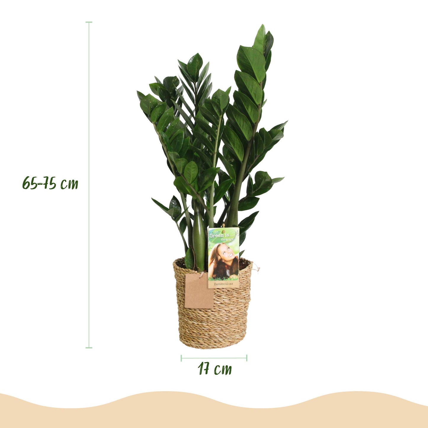 Green BoutiQ - Green is... Houseplants - Zamioculcas - ZZ-plant - Low maintenance - with basket - Green - 2 Plants - Pot 17cm - Height 65-75cm