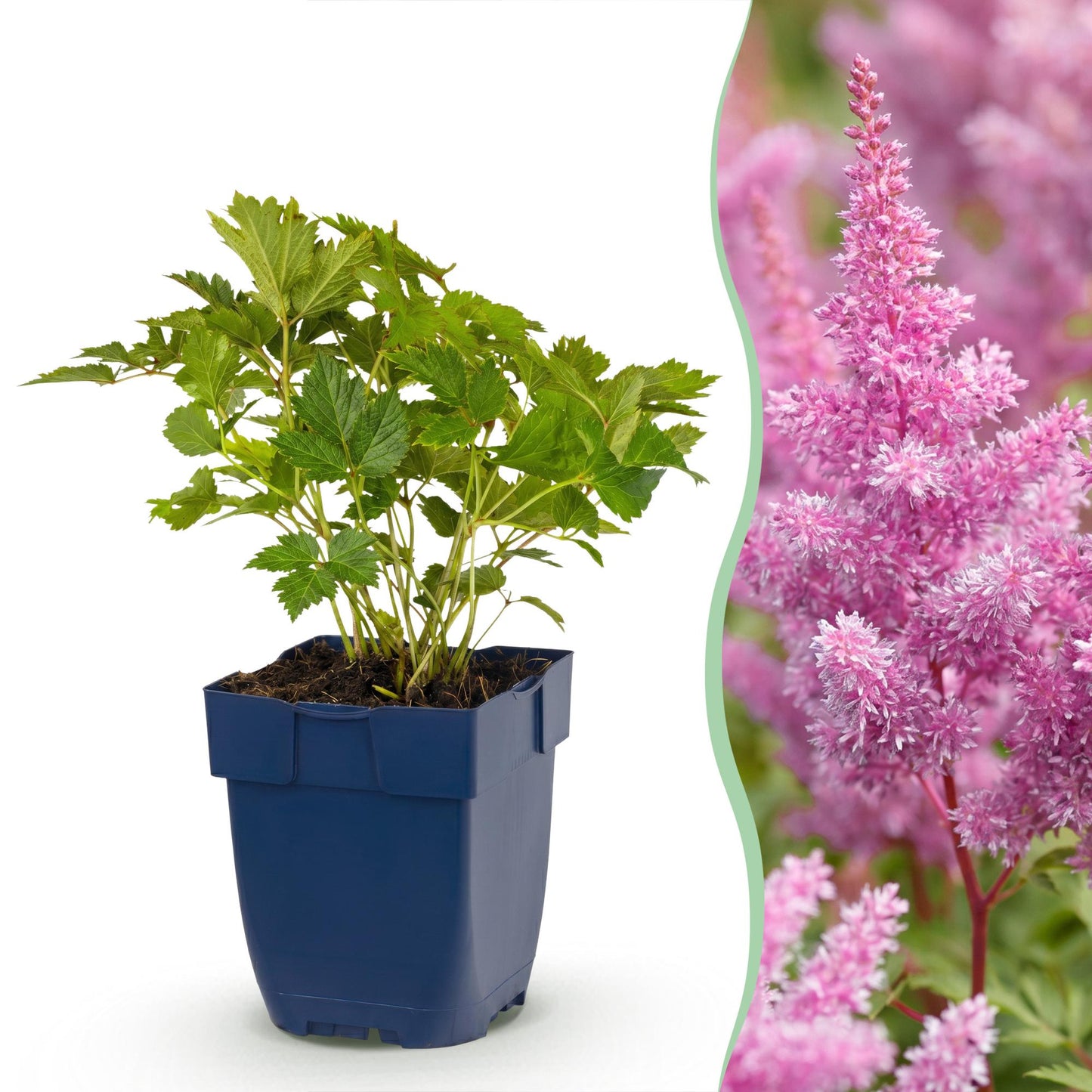 Green boutiQ - Plante vivace - Astilbe chin. Pumila - Spirea en panicule - Ombre - Violet - 24 Plantes - Pot 11cm - Hauteur 15-25cm