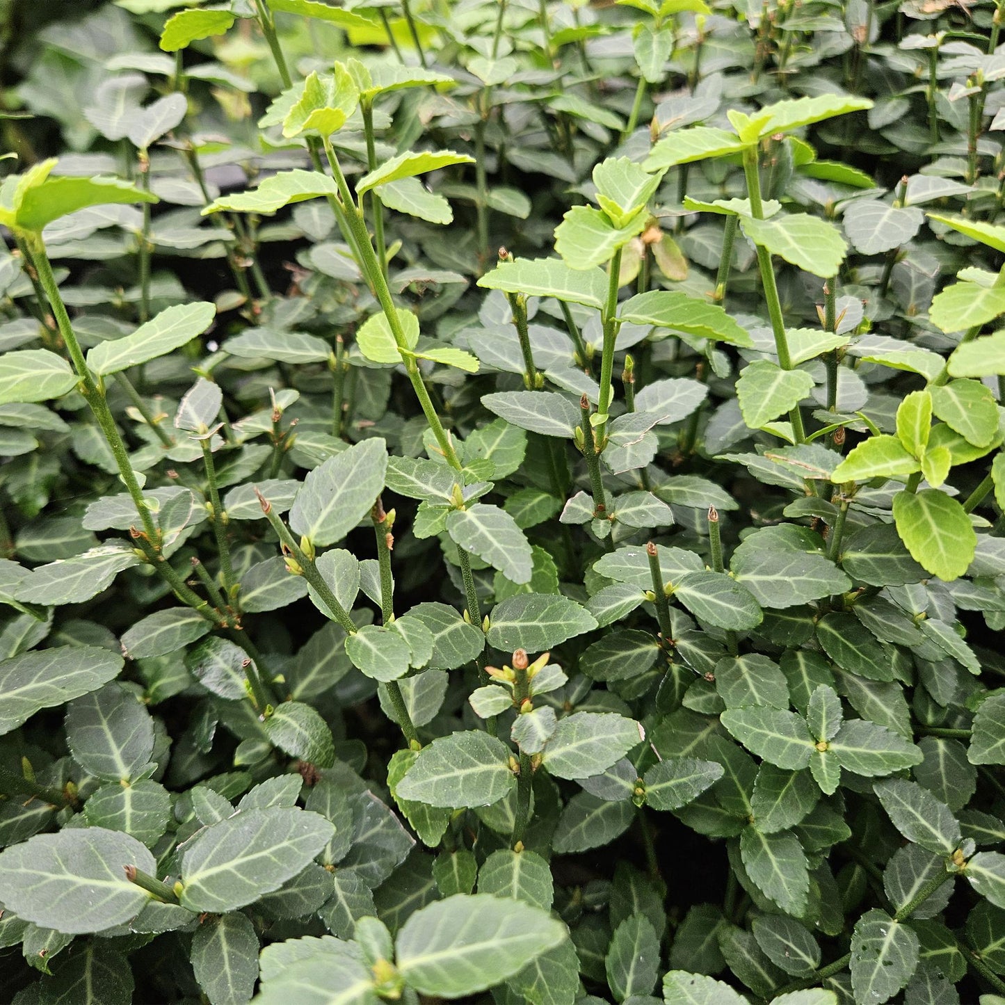 48x Euonymus fortunei radicans - ↕10-25cm - Ø9cm
