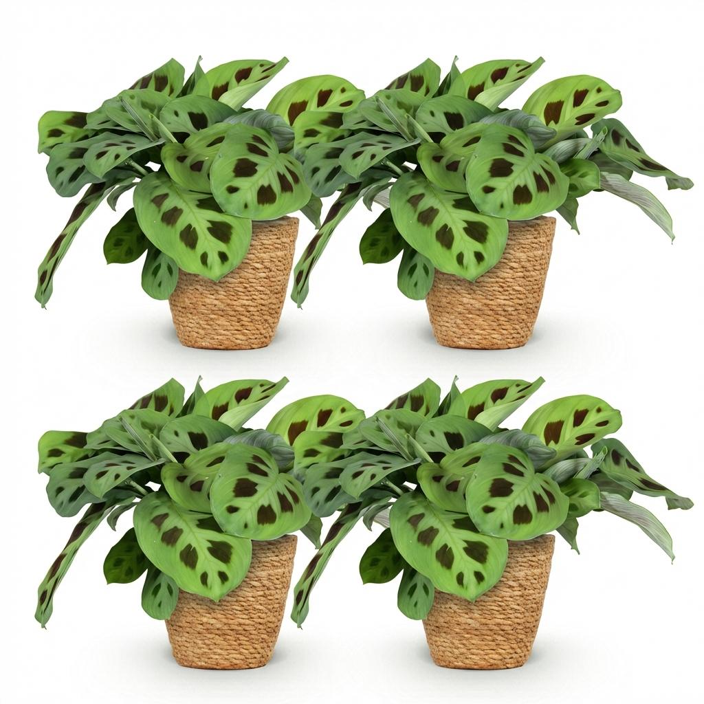 Green boutiQ - Houseplant - Maranta Fascinator Kerchoveana - Zebra Plant - Pet Friendly Plant - Green - 4 Plants - with Basket - Pot 12cm - Height 25cm