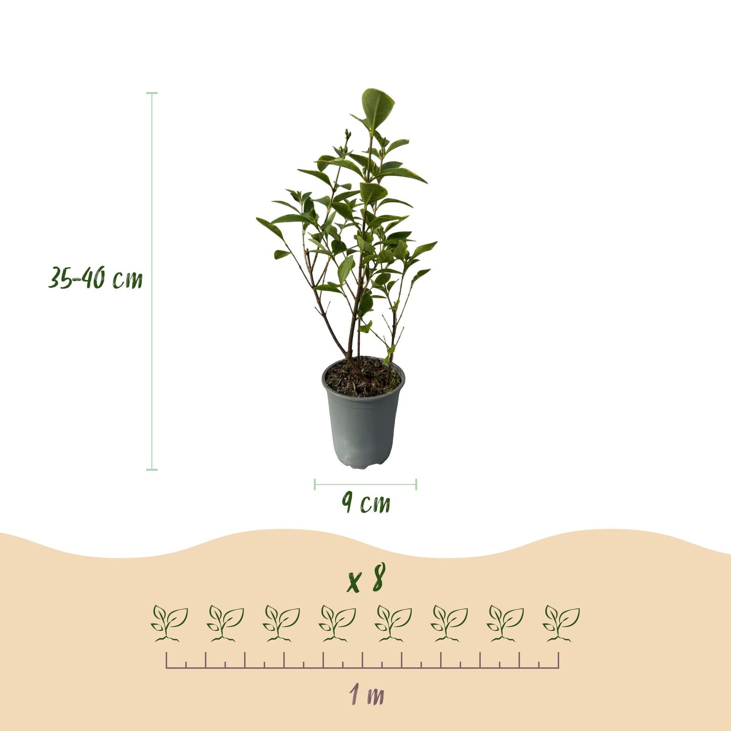 Green boutiQ - 8x Ligustrum ovalifolium Aureum - Variegated Privet - Hedge Plants - Evergreen - Variegated - Pot 9cm - Height 35-45cm