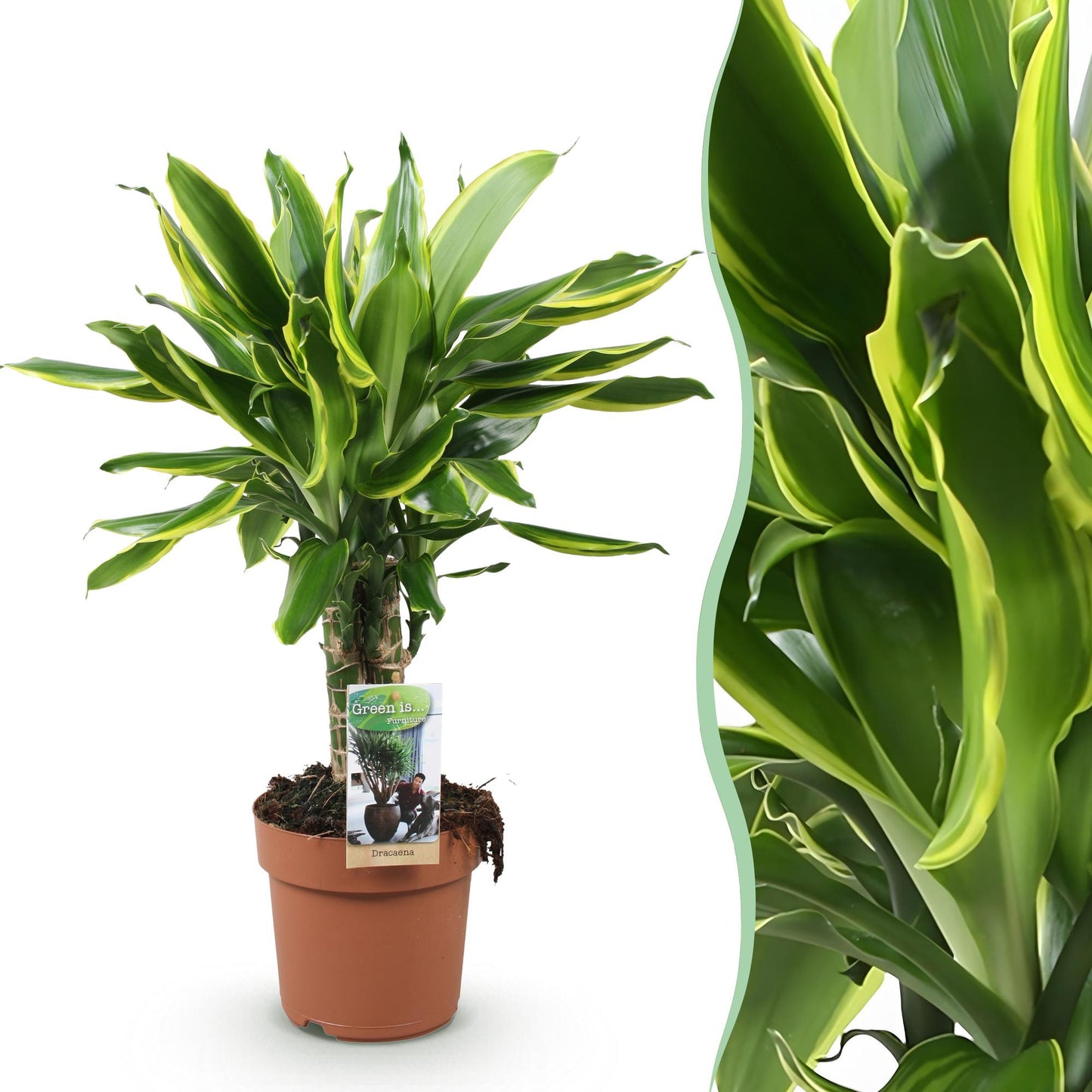 Green BoutiQ - Green is... Houseplants - Dracaena fragrans Golden Coast - Dragon Blood Tree - Low maintenance - Green - 1 Plant - Pot 17cm - Height 50-55cm
