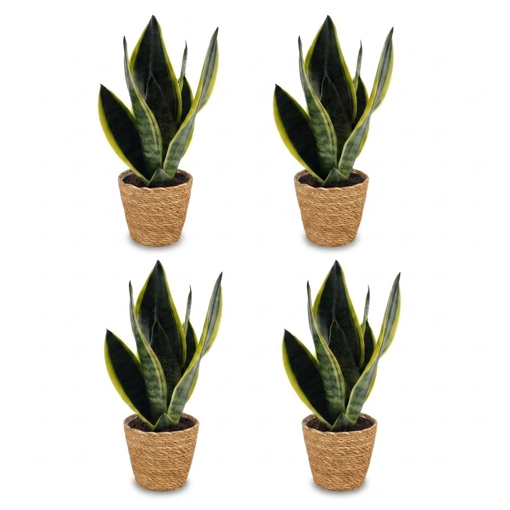 Green boutiQ - Sansevieria Future Superb - Snake Plant - 4 Plants - with Basket - Pot 12cm - Height 35cm