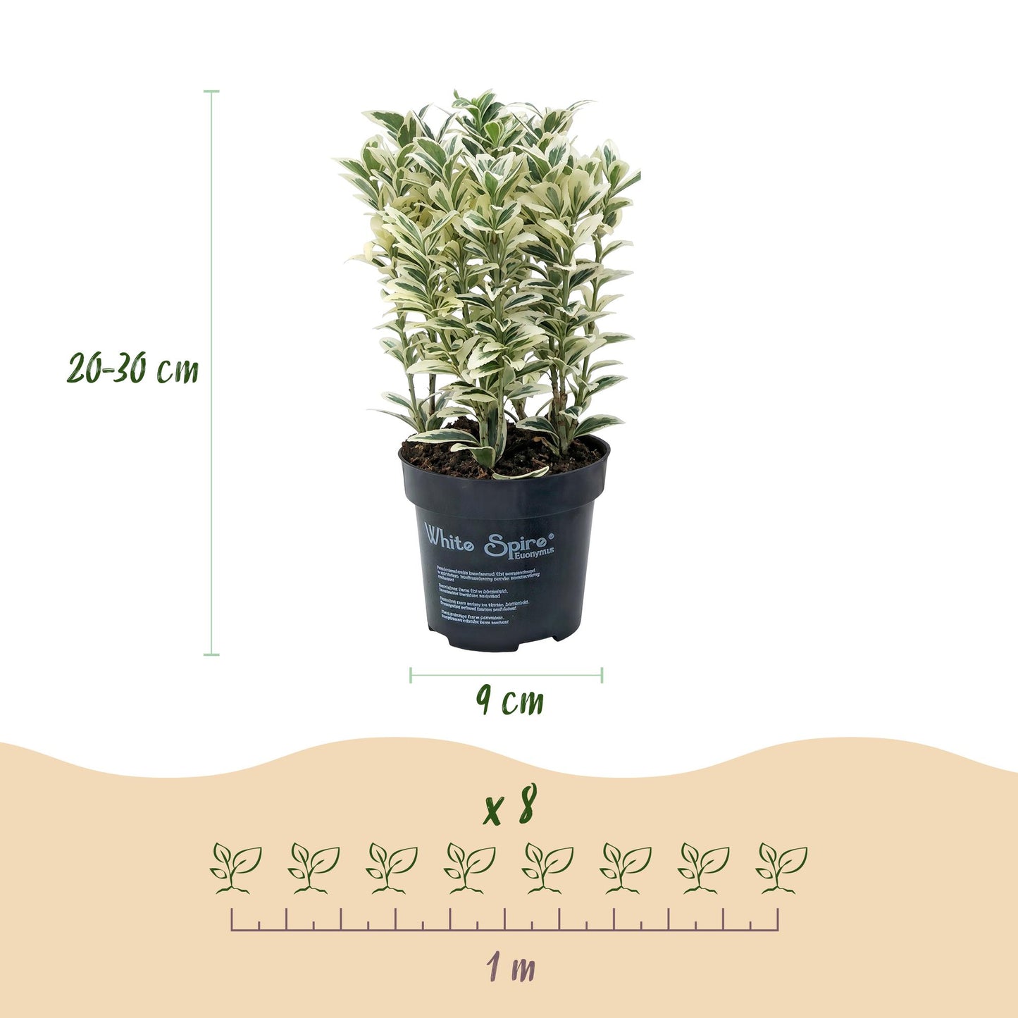 Green boutiQ - 24x Euonymus japonicus White Spire - Spindle Tree - Hedge Plants - Evergreen - White - Green - Pot 9cm - Height 20-30cm