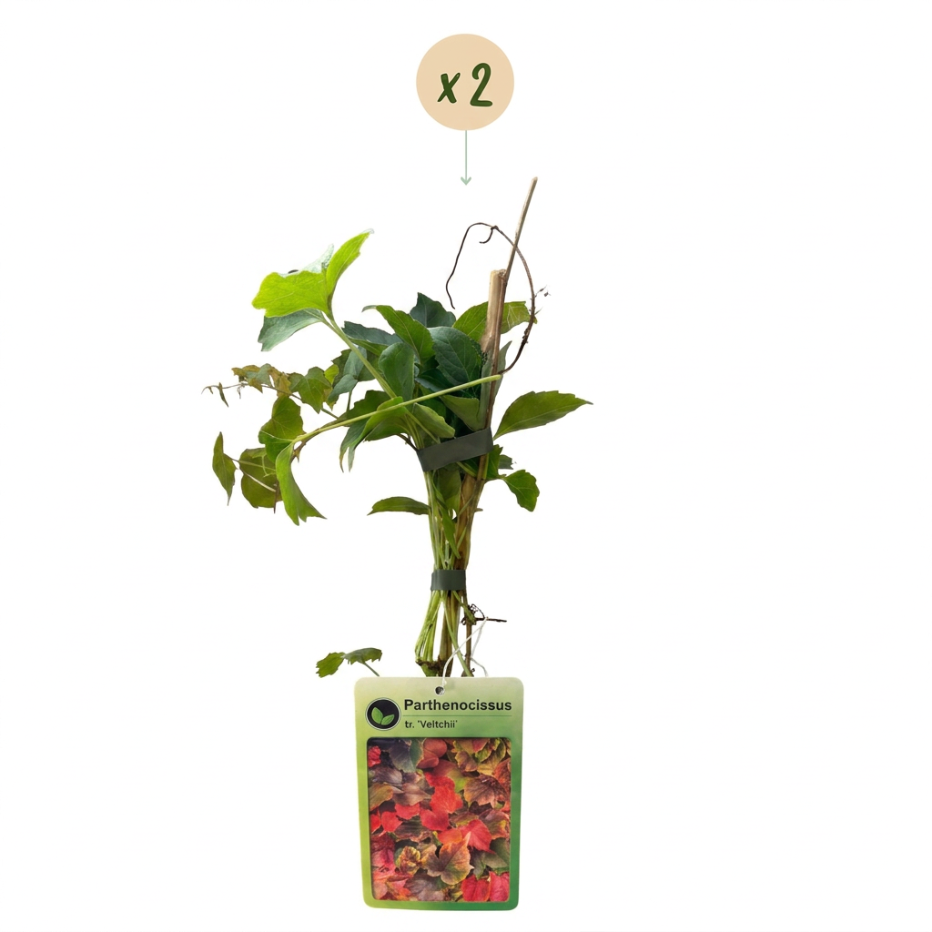 2x Parthenocissus tr. 'Veitchii Boskoop' - Wilde wingerd - Geel - Groen - Klimplant - Ø9cm - ↕35cm