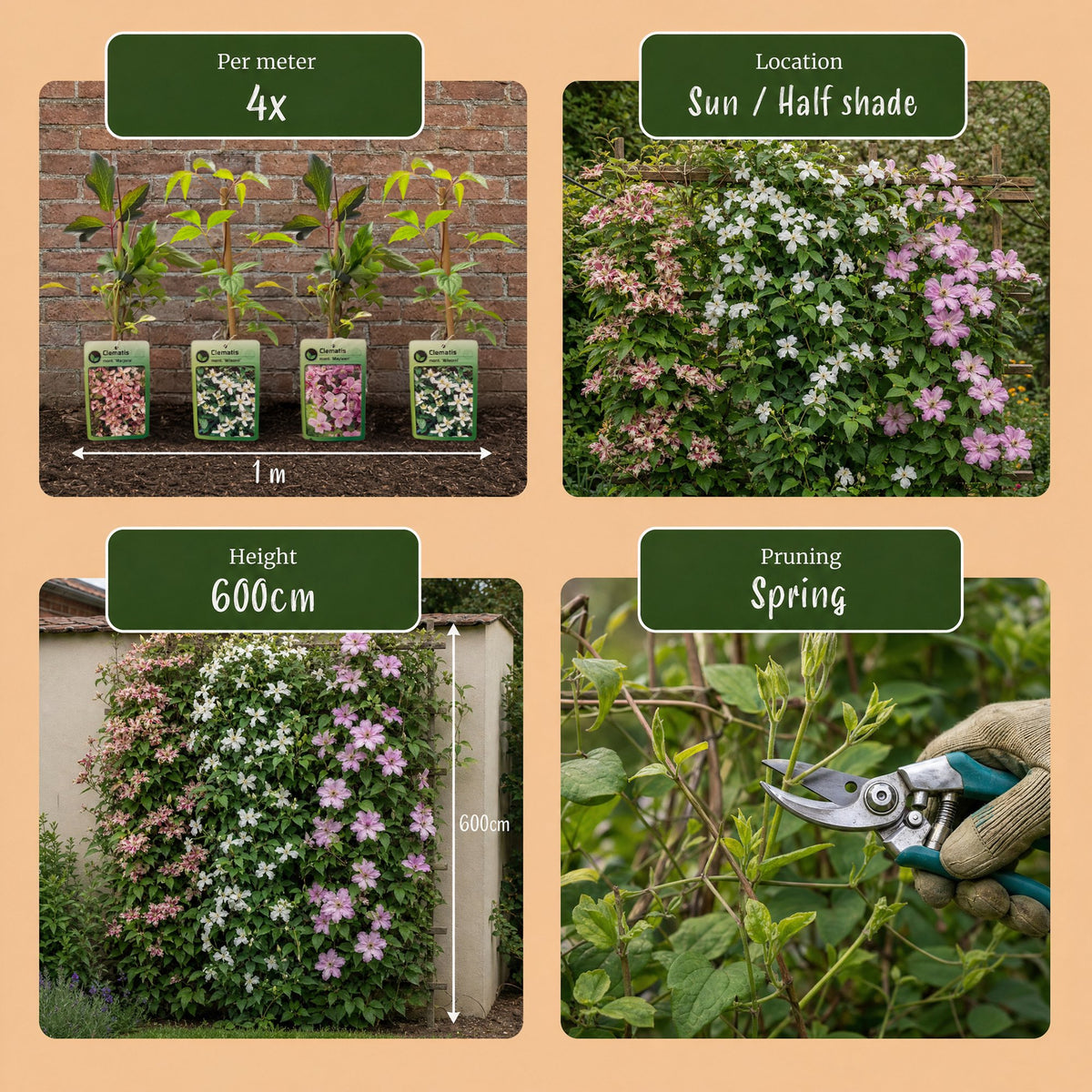 6x Clematis montana Tricolour - Mountain Clematis - White - Pink - Light Pink - Climbing plant - Ø9cm - ↕35cm