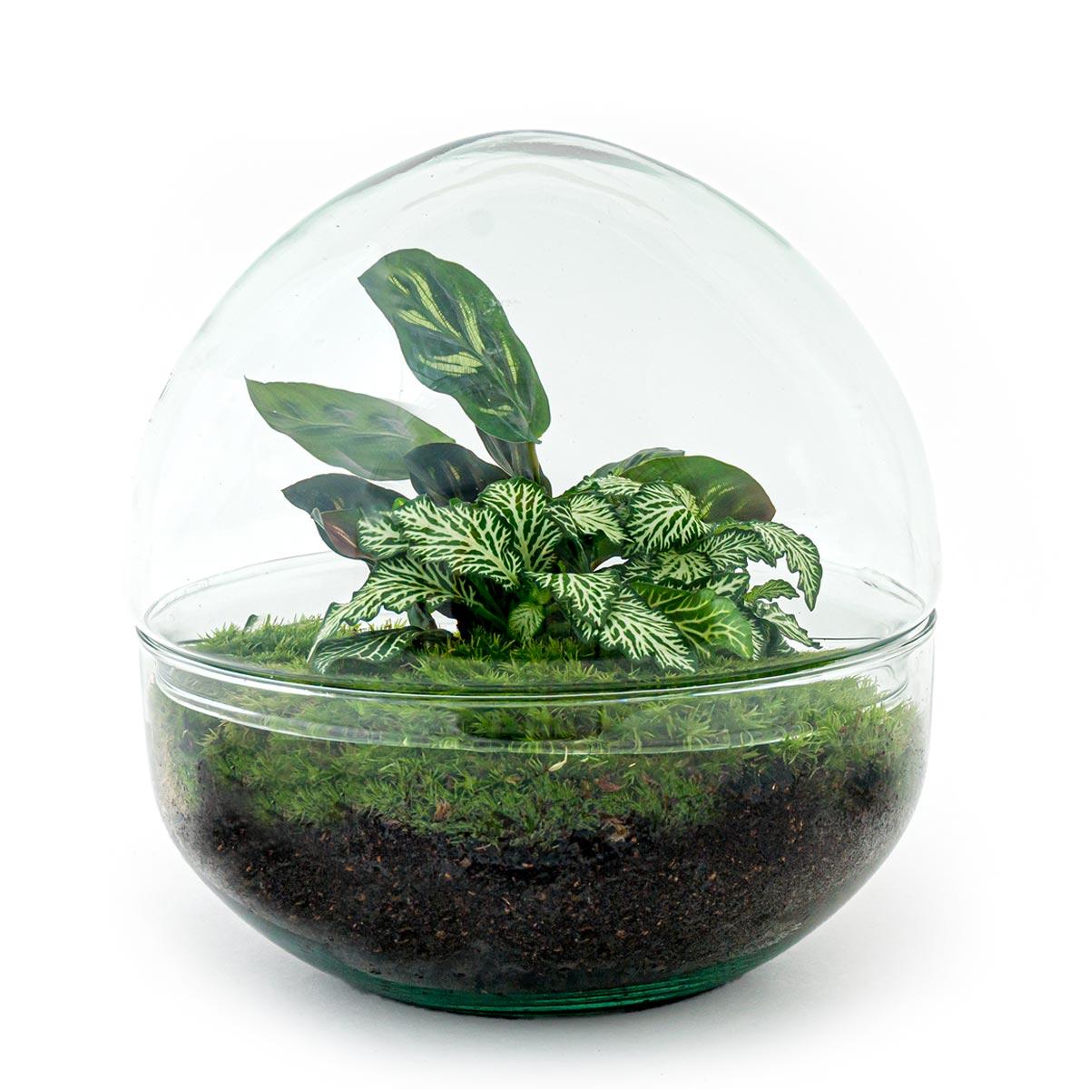 DIY Plant terrarium two-piece glass dome - Ø 20 cm ↑ 20 cm - Rake + Shovel + Tweezer + Scissors