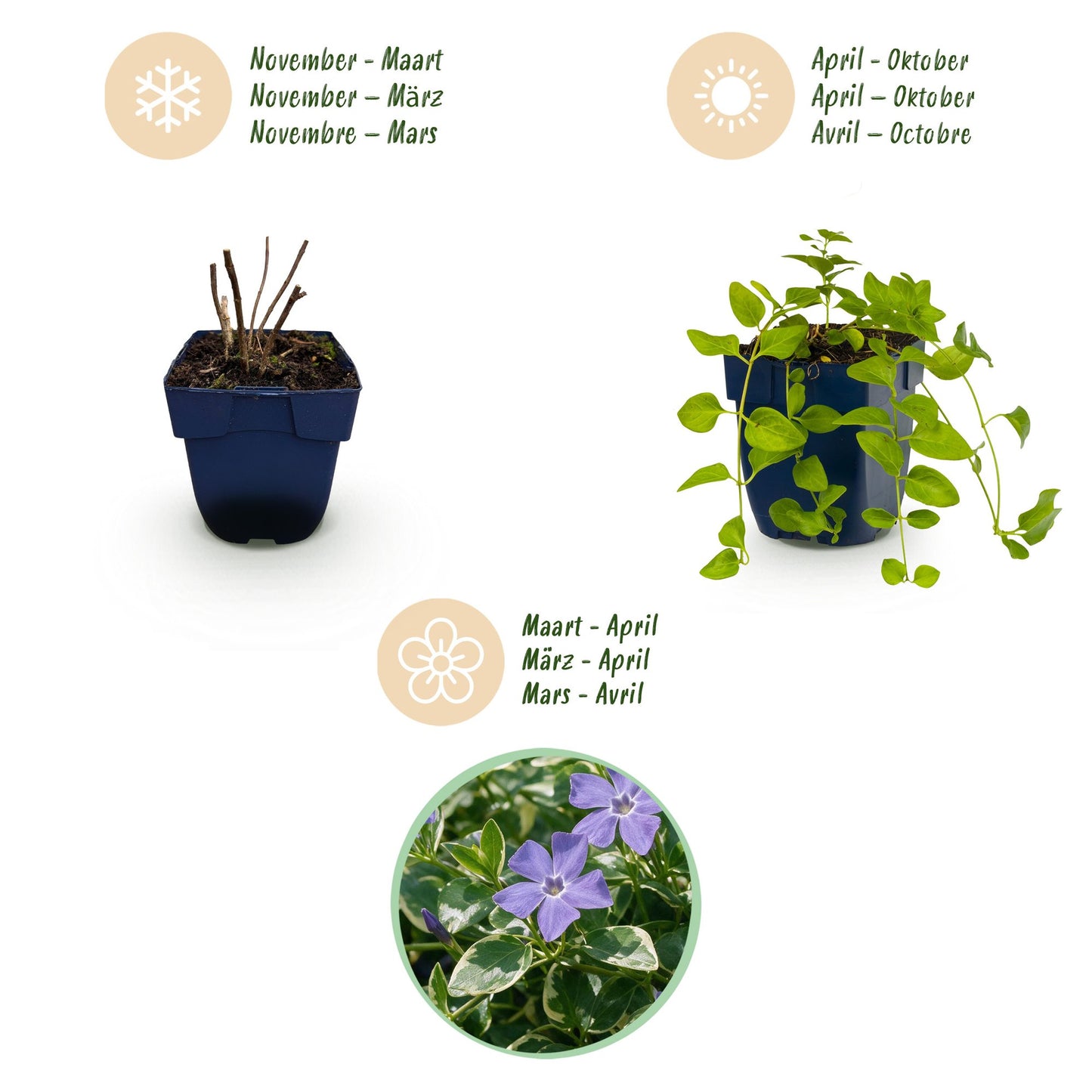 Perennial - Vinca major Variegata - Periwinkle - Ground Cover - Blue - 24 Plants - 11cm Pot - 15-25cm Height