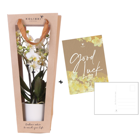 Orchidee Kolibri | Pianta portafortuna in regalo | Orchidea di Losanna con vaso, biglietto e sacchetto regalo