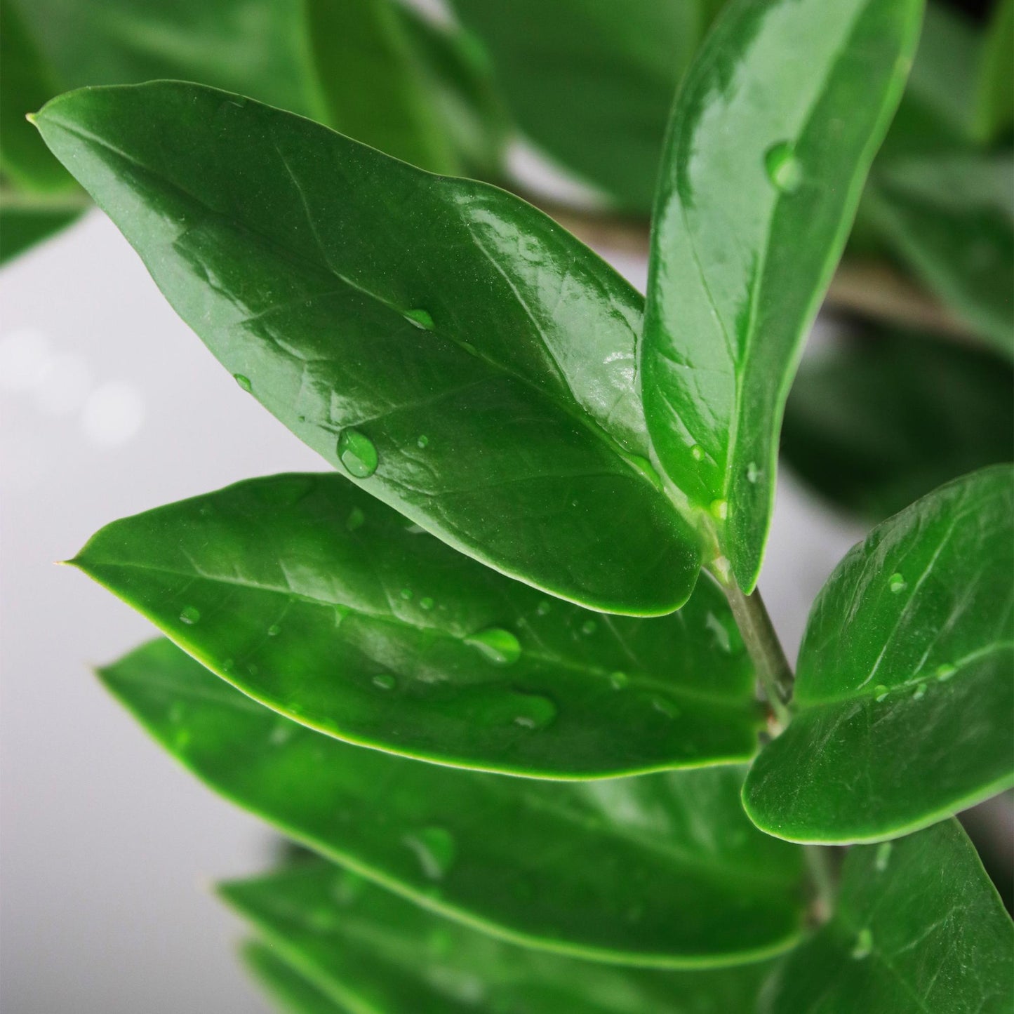 Green is... Houseplants - Zamioculcas - ZZ plant - Low maintenance - Green - 1 Plant - Pot 17cm - Height 65-75cm