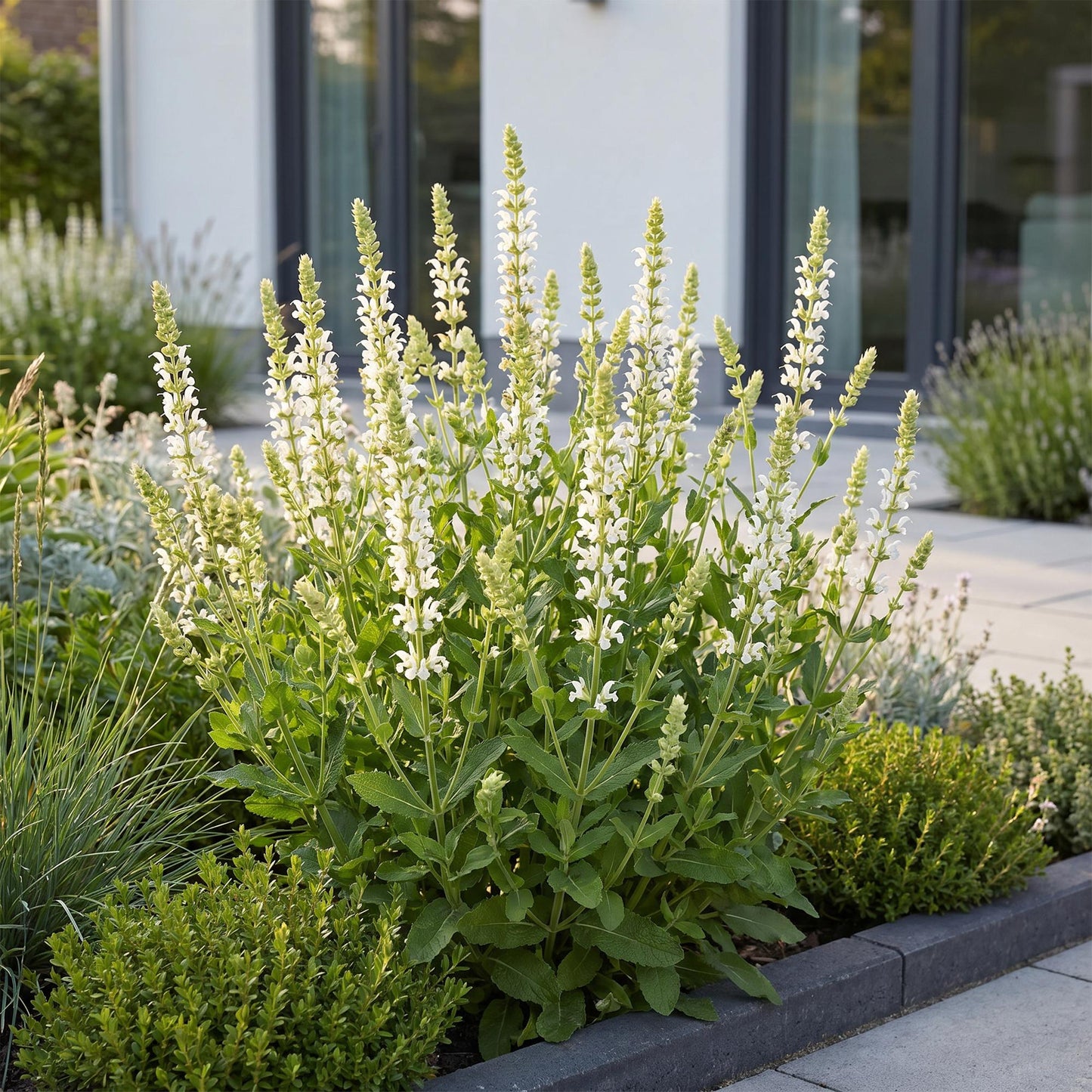 Perennial - Salvia nem. Schneehugel - Sage - Bee and Butterfly Attracter - White - 12 Plants - Pot 11cm - Height 15-25cm