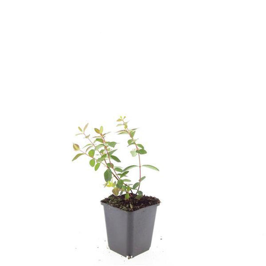48x Hypericum dummeri 'Peter Dummer' - ↕10-25cm - Ø9cm