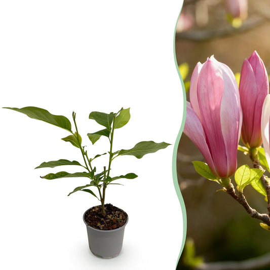 Garden Plant - Magnolia Ricki - Red Flower - 1 Plant - Deciduous - Low Maintenance - Pot 12cm Height 30cm