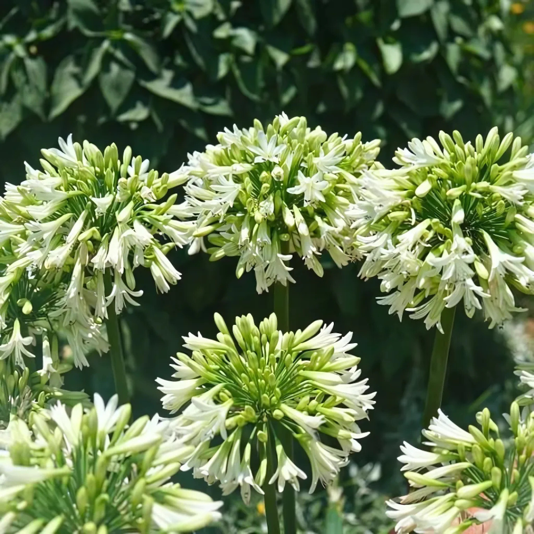 Agapanthus 'Everwhite' 23cm