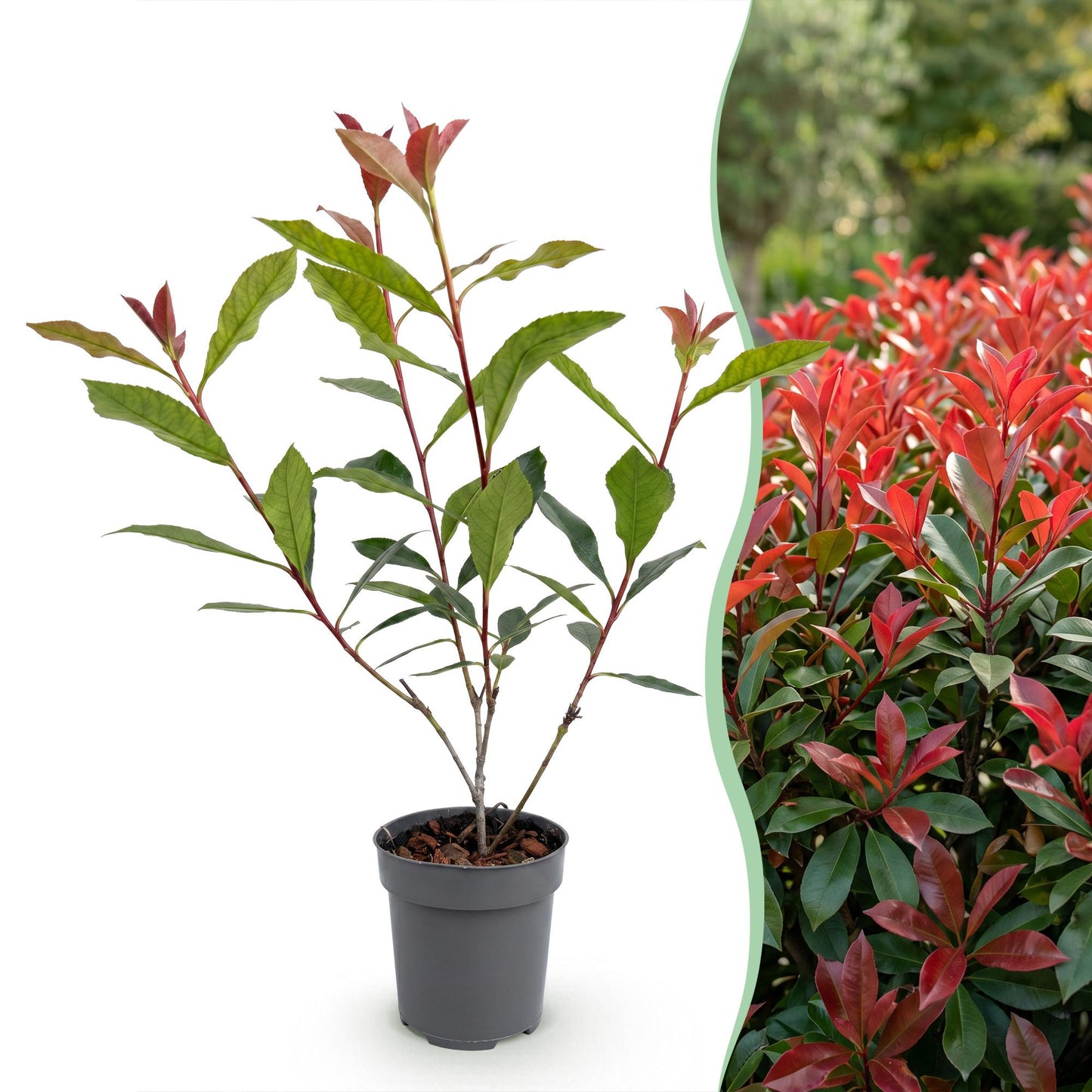 Green boutiQ - 24x Photinia fraseri Carre Rouge - Glossy Mispel - Hedge Plants - Evergreen - Red - Pot 9cm - Height 25-35cm