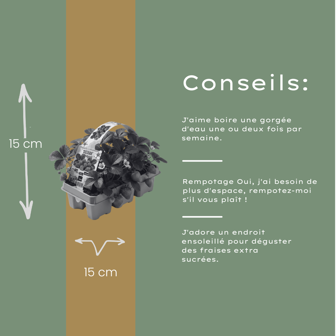 Aardbeien 6 pack (Fragaria) 100% biologisch