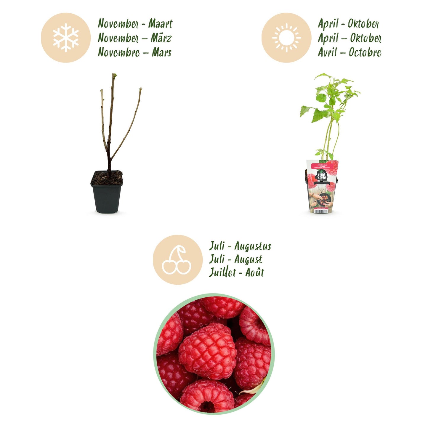 Fruitplanten - Framboos - Rubus idaeus Ottawa - Winterhard - 6 Planten - Pot 9 cm - Rode Framboos
