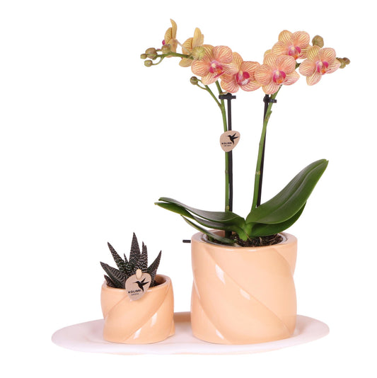 Orchidee colibrì | Set regalo Ottimismo piccola pesca | Pianta verde con orchidea Phalaenopsis arancione in vasi decorativi di caramelle su vassoio organico bianco