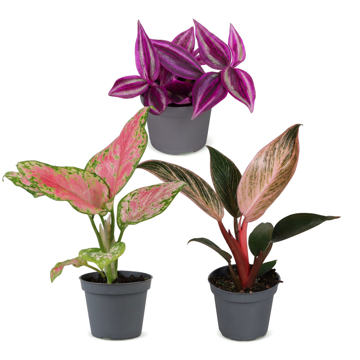 3x Baby Paradise Mix - Diversen - Tropisch - Ø6cm - ↕10-15cm