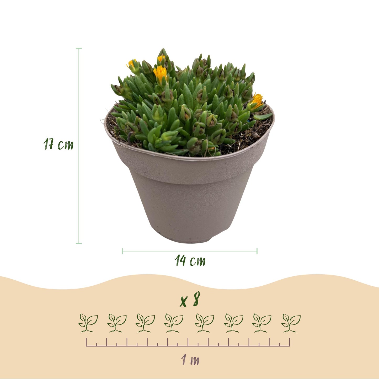 Green boutiQ - Bodembekker - Winterhard - Delosperma - 8 Planten - Kleuren Rood - Geel - Paars - Roze - Weinig Onderhoud - Pot 14 Hoogte 17