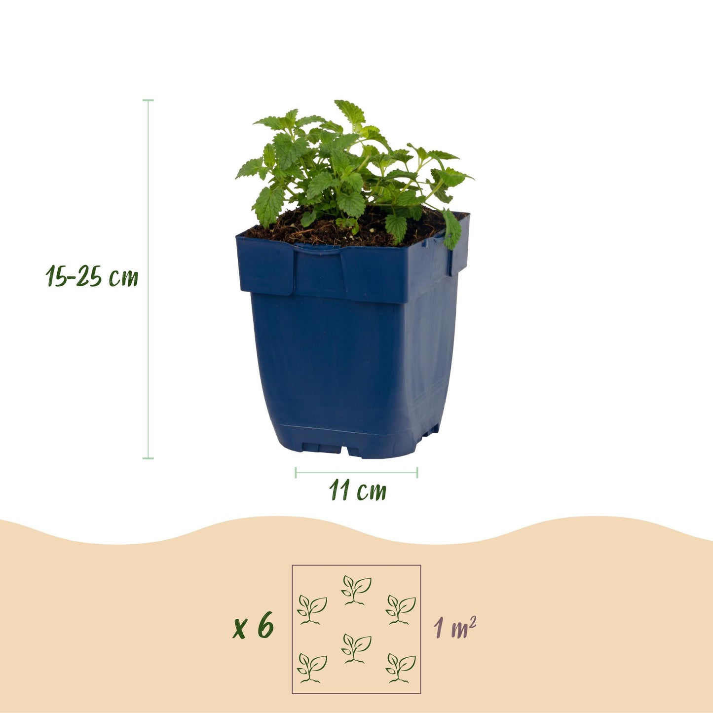 Perennial - Nepeta faassenii Snowflake - Catmint - Bee and Butterfly Attractor - White - 1 Plant - 11cm Pot - 15-25cm Height