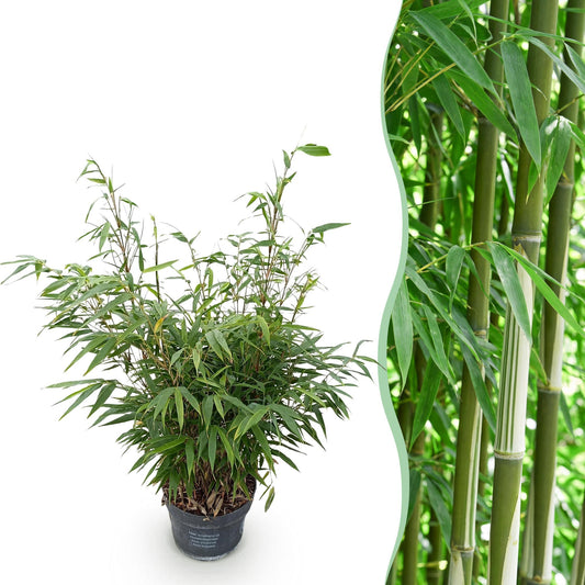 Grasses - Fargesia robusta Pingwu - Non-Spreading Bamboo - Evergreen - Green - 1 Plant - Pot 23 cm - Height 80 cm