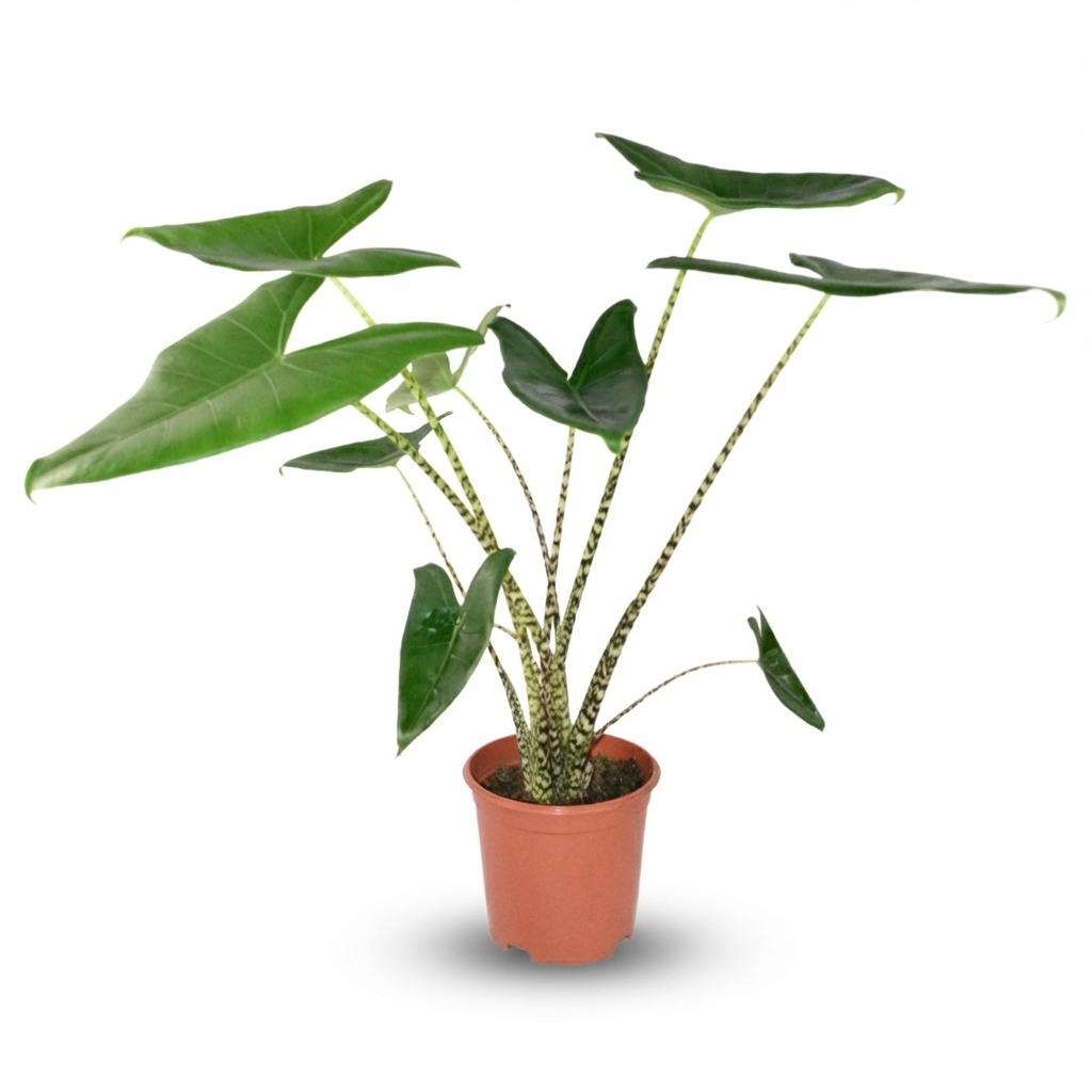 Alocasia Zebrina - Ø 21 cm - Altezza: 70 - 75 cm