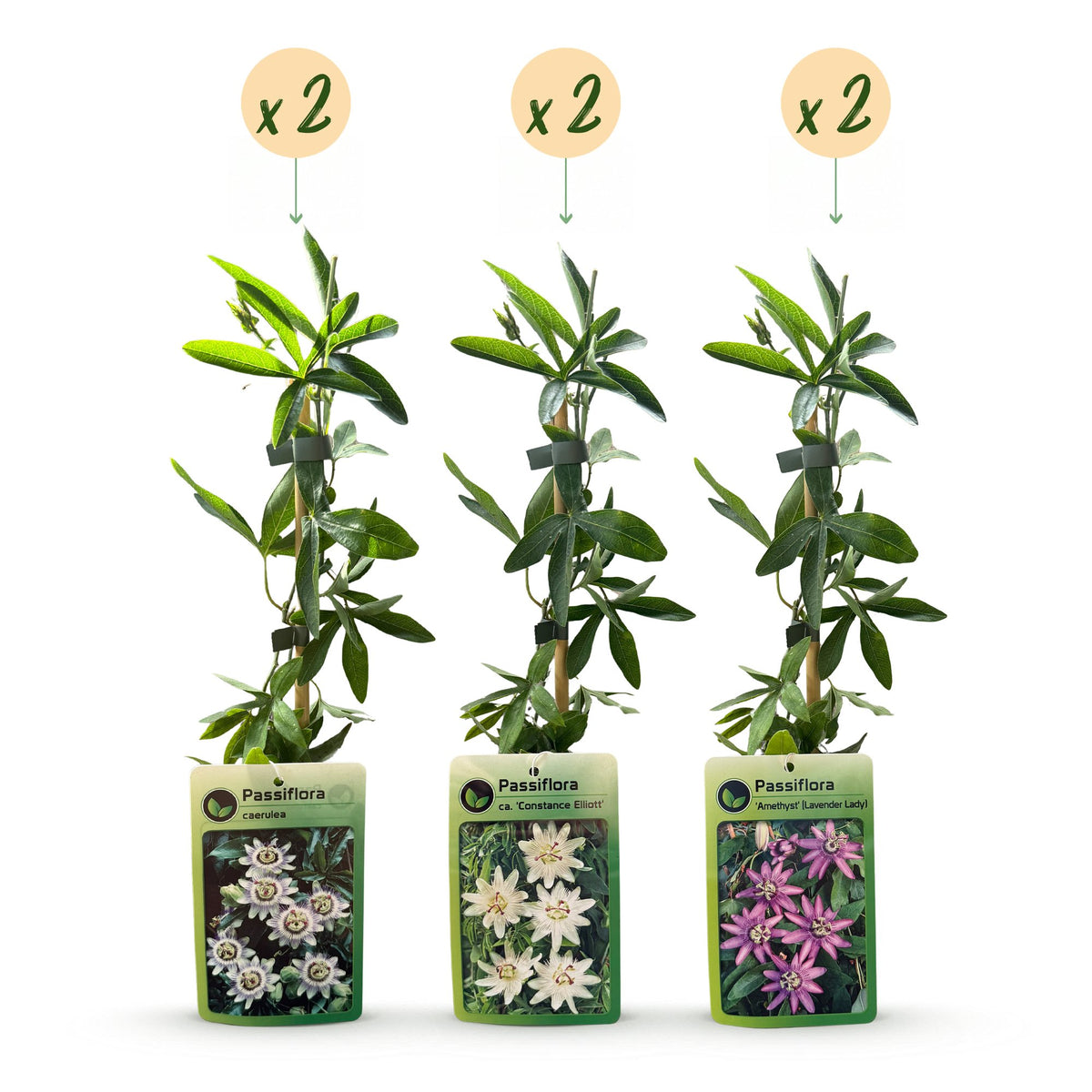 6x Passiflora Tricolour - Tricolor passion flower - White - Purple - Pink - Climbing plant - Ø9cm - ↕35cm