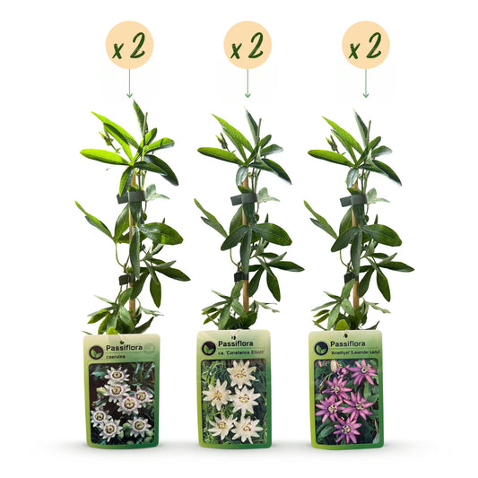 6x Passiflora Tricolour - Tricolor passion flower - White - Purple - Pink - Climbing plant - Ø9cm - ↕35cm