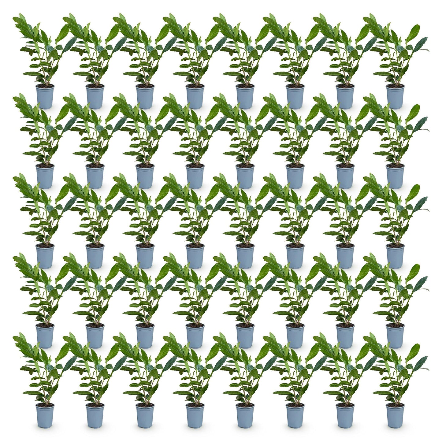 Green BoutiQ - 40x Prunus laur. Caucasica - Cherry Laurel - Hedge Plants - Evergreen - Green - 9cm Pot - Height 25-35cm