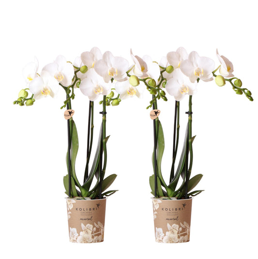 Orchidee colibrì | OFFERTA COMBI di 2 orchidee Phalaenopsis bianche - Amabilis - vaso Ø9cm | pianta d'appartamento in fiore - fresca dal coltivatore